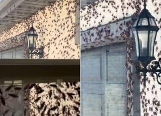 Vídeo: Milhares de grilos canibais invadem casa nos Estados Unidos