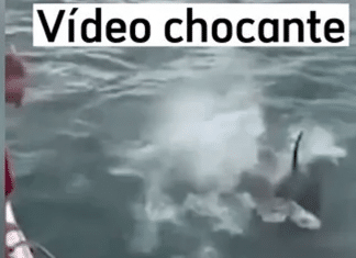 Homem é multado por pular ‘de barriga’ em orca na Nova Zelândia; veja vídeo
