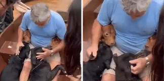 Homem resgata seus quatro filhos caninos em meio às enchentes em Porto Alegre e vídeo emociona
