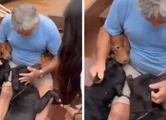 Homem resgata seus quatro filhos caninos em meio às enchentes em Porto Alegre e vídeo emociona