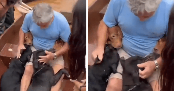 Homem resgata seus quatro filhos caninos em meio às enchentes em Porto Alegre e vídeo emociona