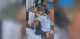Jovem reencontra cadelinha deixada em casa alagada e pede perdão
