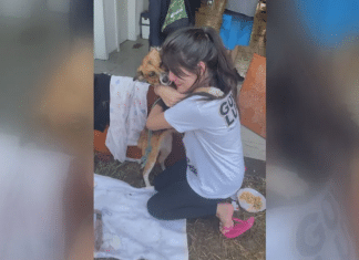 Jovem reencontra cadelinha deixada em casa alagada e pede perdão