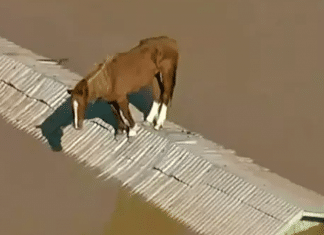 Resgate de “Caramelo”, que ficou ilhado em alagamento no RS, emociona brasileiros