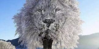 A primeira coisa que você vê nesta imagem pode revalar se você é uma pessoa mais reservada ou extrovertida