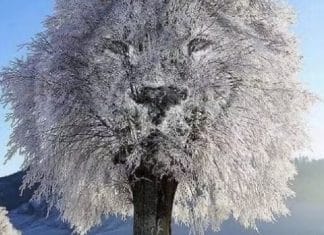 A primeira coisa que você vê nesta imagem pode revalar se você é uma pessoa mais reservada ou extrovertida