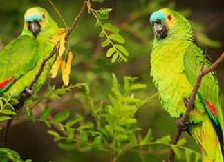 Papagaios ajudam homem a descobrir infidelidade da esposa: “Vem, o meu marido não está!”