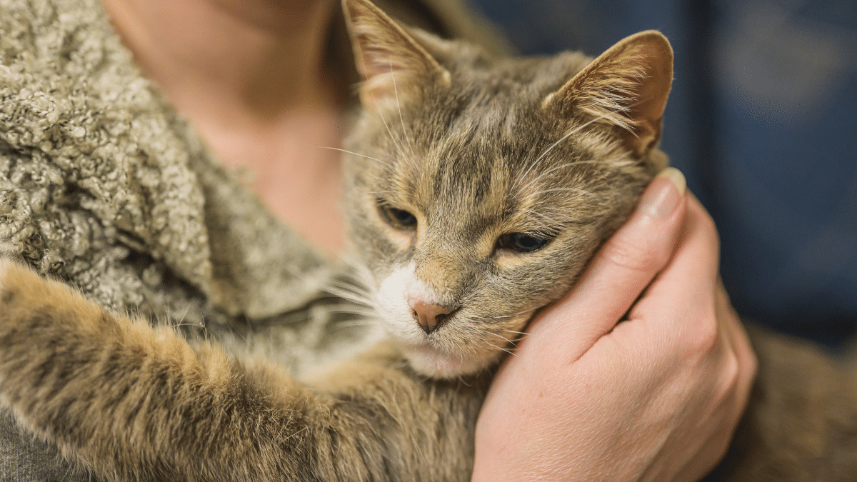contioutra.com - O v&iacute;nculo entre gatos e seus donos &eacute; similar ao que beb&ecirc;s sentem por seus pais.