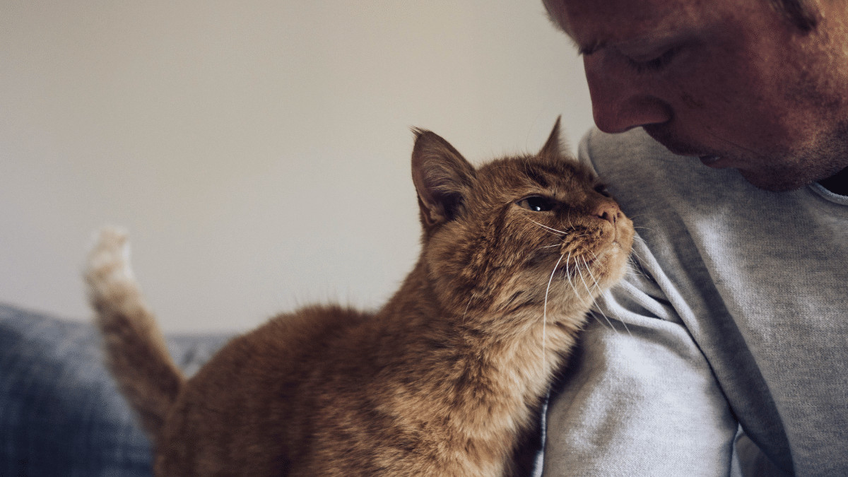contioutra.com - O v&iacute;nculo entre gatos e seus donos &eacute; similar ao que beb&ecirc;s sentem por seus pais.