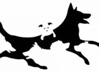 Teste: Quantos cães você vê nesta imagem? A sua resposta pode acusar a sua idade emocional