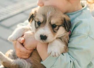 Menina de 5 anos ateia fogo em casa após pais devolverem filhotes de cachorros que ela encontrou na rua