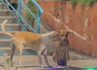 VÍDEO: Cãozinho consola amigo que não recebeu comida e registro da cena comove a web