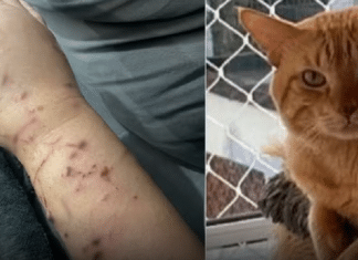 Gato faz família ‘refém’ dentro de casa e é diagnosticado com transtorno de ansiedade