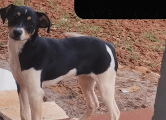 Luna, a cachorrinha que estava a bordo no voo do acidente de Vinhedo