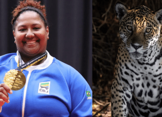 Nova onça-pintada é descoberta e recebe o nome de “Bia” em homenagem à judoca Beatriz Souza
