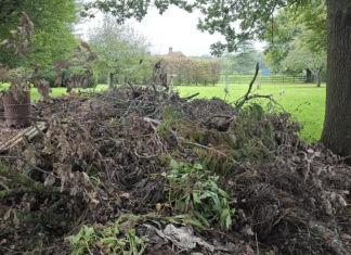 DESAFIO VISUAL: Você consegue encontrar o cachorro escondido nesta imagem?