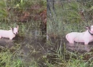 Homem que deixou cão amarrado a cerca durante o furacão Milton dá justificativa absurda para o ato