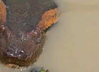 VÍDEO: Homem flagra cobra gigantesca em pântano e registro deixa usuários boquiabertos
