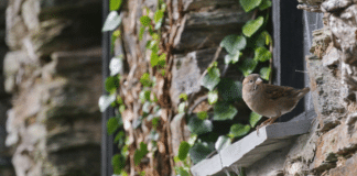 Qual é o significado espiritual de passarinho na janela? Qual é o significado espiritual de passarinho na janela?