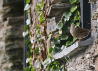 Qual é o significado espiritual de passarinho na janela?
