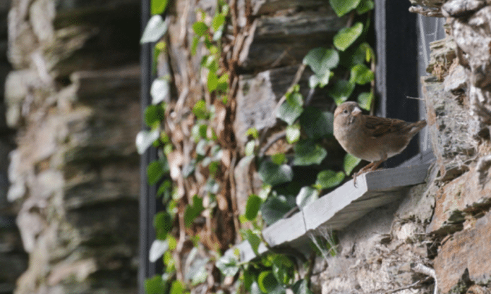 Qual é o significado espiritual de passarinho na janela Qual é o significado espiritual de passarinho na janela?