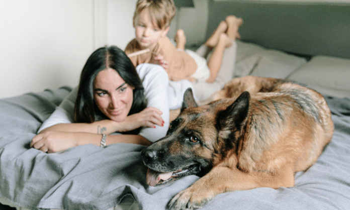 Por que os cães não podem dormir na cama?