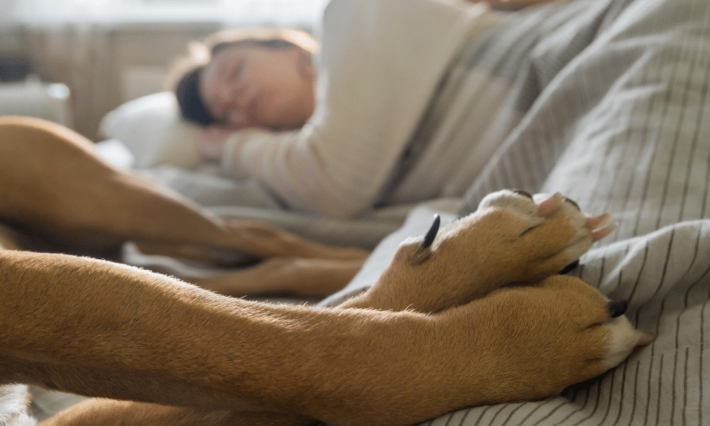 contioutra.com - Por que os c&atilde;es n&atilde;o podem dormir na cama?