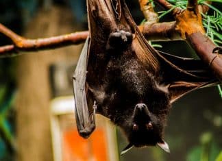 Doença desconhecida com alta letalidade já causou 53 mortes e infectou mais de 400 pessoas