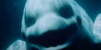 Gravação apavorante mostra baleia beluga imitando a fala humana Gravação apavorante mostra baleia beluga imitando a fala humana