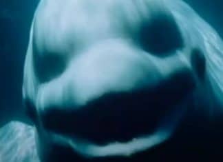 Gravação apavorante mostra baleia beluga imitando a fala humana