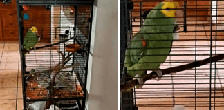 Papagaio faz Testemunhas de Jeová esperarem por meia hora na porta de sua casa