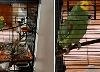 Papagaio faz Testemunhas de Jeová esperarem por meia hora na porta de sua casa