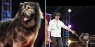 Cão mais caro do mundo: híbrido de lobo e pastor caucasiano é comprado por R$ 32,6 milhões