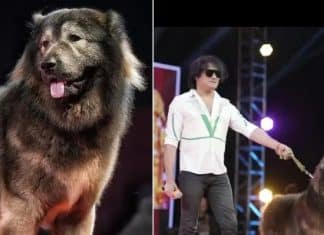 Cão mais caro do mundo: híbrido de lobo e pastor caucasiano é comprado por R$ 32,6 milhões