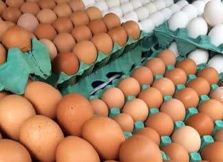 Ovos com foco de gripe aviária estão em granjas de 3 Estados, segundo o governo; saiba quais
