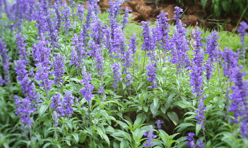 Conheça a planta que é a Santa Protetora das Mulheres contioutra.com - Conheça a planta que é a Santa Protetora das Mulheres