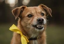 Se você vir um cachorro com laço amarelo, não se aproxime antes de ler isso
