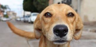 Inédito no Brasil: cachorro ganha direito a pensão mensal após separação dos tutores – veja como funciona