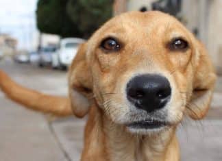 Inédito no Brasil: cachorro ganha direito a pensão mensal após separação dos tutores – veja como funciona