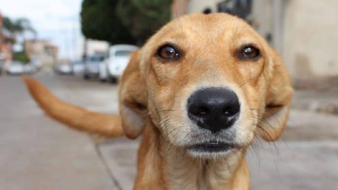 Inédito no Brasil: cachorro ganha direito a pensão mensal após separação dos tutores – veja como funciona