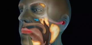 Ciência em alerta: estudo sobre câncer acaba revelando um órgão totalmente novo no corpo humano