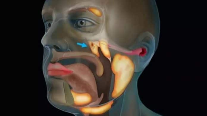 Ciência em alerta: estudo sobre câncer acaba revelando um órgão totalmente novo no corpo humano