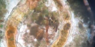 Cientistas fazem descoberta inacreditável: criaturas voltam à vida após 130 anos soterradas!