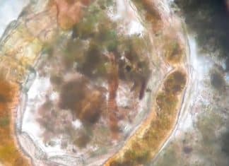 Cientistas fazem descoberta inacreditável: criaturas voltam à vida após 130 anos soterradas!