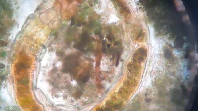 Cientistas fazem descoberta inacreditável: criaturas voltam à vida após 130 anos soterradas!