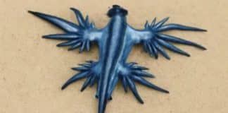 Dragão Azul Venenoso: Criatura misteriosa reaparece no litoral da Espanha e força fechamento de praias