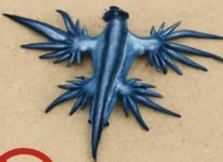 Dragão Azul Venenoso: Criatura misteriosa reaparece no litoral da Espanha e força fechamento de praias