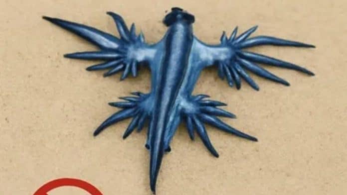 Espanha aciona alerta após ressurgimento de dragão azul venenoso no litoral Dragão Azul Venenoso: Criatura misteriosa reaparece no litoral da Espanha e força fechamento de praias