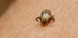 Parque em SP é interditado após mortes por febre maculosa — autoridades fazem alerta urgente