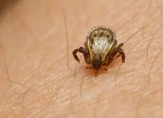 Parque em SP é interditado após mortes por febre maculosa — autoridades fazem alerta urgente